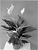 Spathiphyllum%20Schott%20%27Spadalu%27