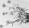 Echinacea%20hybrida%20%27Marmalade%27