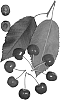 Prunus%20avium%20%27Royal%20Elaine%27