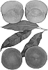 Prunus%20perscia%20%27Zee%20Pride%27