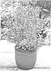 Coprosma%20repens%20%27JWNCOPPS%27
