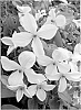 Clematis%20hybrid%20%27Zofofri%27