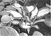 Hosta%20hybrida%20%28Tratt.%29%20%27Dancing%20Stars%27