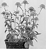 Echinacea%20hybrida%20%27Raspberry%20Truffle%27