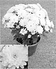 Chrysanthemum%20x%20morifolium%20%27Synjac%20Perl%27