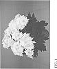 Chrysanthemum%20x%20morifolium%20Ramat.%20%27Zanmudenali%27