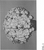 Chrysanthemum%20x%20morifolium%20Ramat.%20%27Zanmustone%27