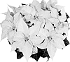 Euphorbia%20pulcherrima%20Willd.%20ex%20Klotzsch%20%27NPCW10193%27