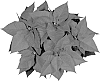 Euphorbia%20pulcherrima%20Willd.%20ex%20Klotzsch%20%27NPCW10167%27