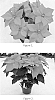 Euphorbia%20pulcherrima%20%27SYEP0791%27