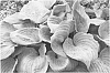 Hosta%20hybrida%20%27Aquamarine%27