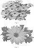 Osteospermum%20hybrida%20%27SAKOST8077%27