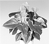 Anthurium%20andreanum%20L.%20%27Anthcaszim%27