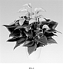 Anthurium%20andreanum%20L.%20%27Anthucoen%27