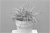 Ficinia%20plant%20named%20%27Frosty%27