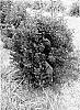 Physocarpus%20opulifolius%20%27Donna%20May%27