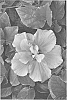 Hibiscus%20rosa-sinensis%20%27DUP-CHR%27