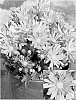 Chrysanthemum%20x%20morifolium%20%27Synmar%20Pinka%27