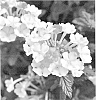 Verbena%20hybrida%20%27Duempflapea%27