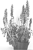 Salvia%20farinacea%20%27CATHEDRAL%20SKY%20LAVENDER%27