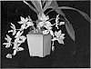 EXOTIC%20ORCHID%20%27Blue%20Birds%27