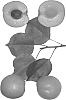 Interspecific%20prunus%20%20%27Betty-Cot%27