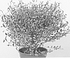 Lophomyrtus%20ralphii%20%27Magic%20Dragon%27