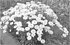 Leucanthemum%20x%20superbum%20%27Victorian%20Secret%27