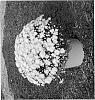 Chrysanthemum%20x%20morifolium%20%27Synjac%20Peafus%27