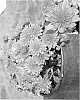 Chrysanthemum%20x%20morifolium%20%27Synazy%20Urcoral%27
