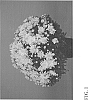 Chrysanthemum%20x%20morifolium%20Ramat.%20%27Zanmucandle%27