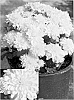 Chrysanthemum%20x%20morifolium%20%27Synwil%20Yel%27