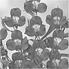 Alstroemeria%20hybrida%20%27Zalsacorf%27
