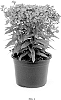Phlox%20paniculata%20%27Barsixtythree%27