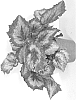 Begonia%20rex%20cultorum%20%27BRXCA17%27