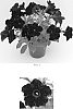 Petunia%20x%20hybrida%20%27Balpevac%27