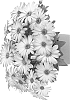 Osteospermum%20ecklonis%20%27Duetiswila%27