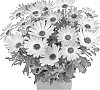 Osteospermum%20ecklonis%20%27Duetimbroch%27