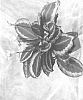 Calathea%20hybrid%20%27Cobra%20Pink%27