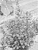 Mimulus%20aurantiacus%20%27Minredda%27