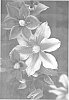 Clematis%20jackmanii%20%27UNAI%20004%27