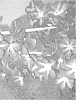 Clematis%20jackmanii%20%27UNAI%20007%27