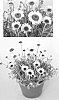 Rhodanthemum%20hybrida%20%27USRHOD0701%27