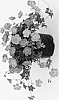 Geranium%20wallichianum%20x%20Geranium%20himalayense%20%27Azure%20Rush%27