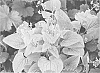 Brunnera%20macrophylla%20%27SLDG%27