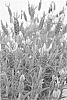 Lavandula%20stoechas%20%27Patleigh%27