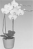 Phalaenopsis%20orchid%20plant%20named%20%27154934%27