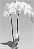 Phalaenopsis%20orchid%20plant%20named%20%27157934%27