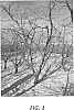 Prunus%20avium%20%27Goodwin%27