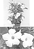 Mandevilla%20x%20amabilis%20%27Sunparacoho%27